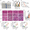 Autoimmune FXIII-C3–deficient mice had severe pathogenic infections with C.