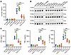 Autoimmune FXIII-C3–deficient mice had defective complement activation and