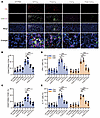 Autoimmune FXIII-C3–deficient mice had defective complement and T cell acti