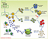 A model of action about the self-enhanced amplification loop of combined FX