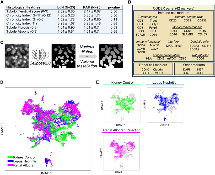 Cell detection in multiplex microscopy imaging of renal biopsy tissue.
(...