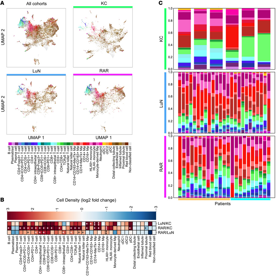 Distribution of immune cell classes in KC, LuN, and RAR.
(A) UMAP dimens...
