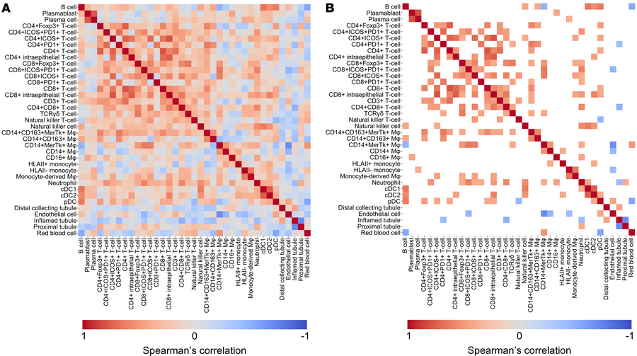 Spearman’s correlation of lupus nephritis cell class proportions.
(A) He...