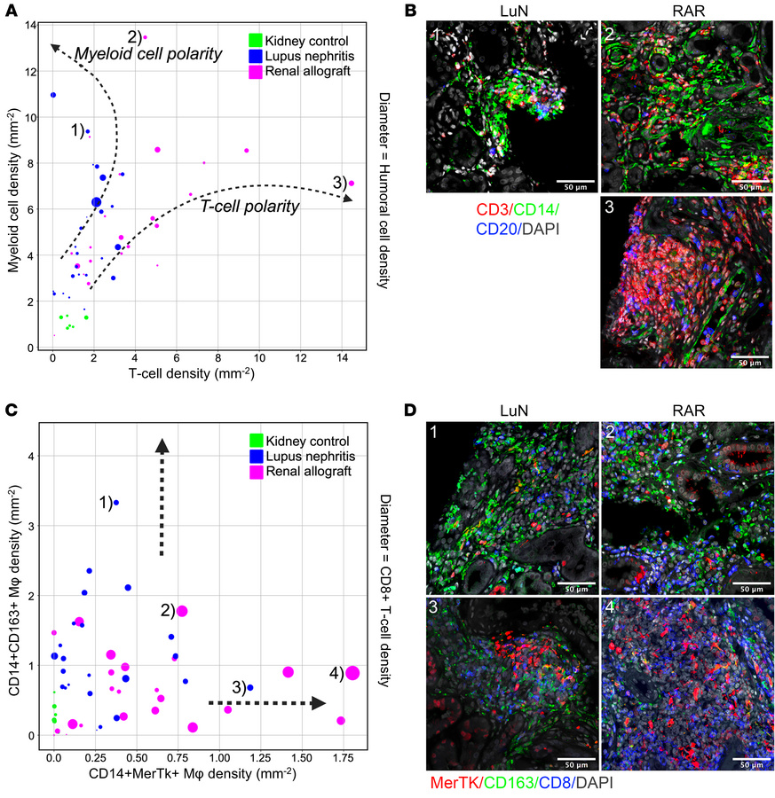 Distinct immune trajectories are associated with distinct pathologic sta...
