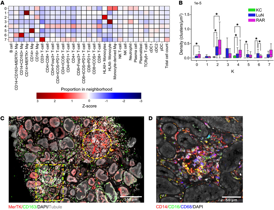 Distribution of cell classes in in situ immune clusters.
(A) Heatmap of ...