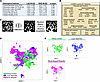 Cell detection in multiplex microscopy imaging of renal biopsy tissue.