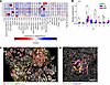 Distribution of cell classes in in situ immune clusters.
