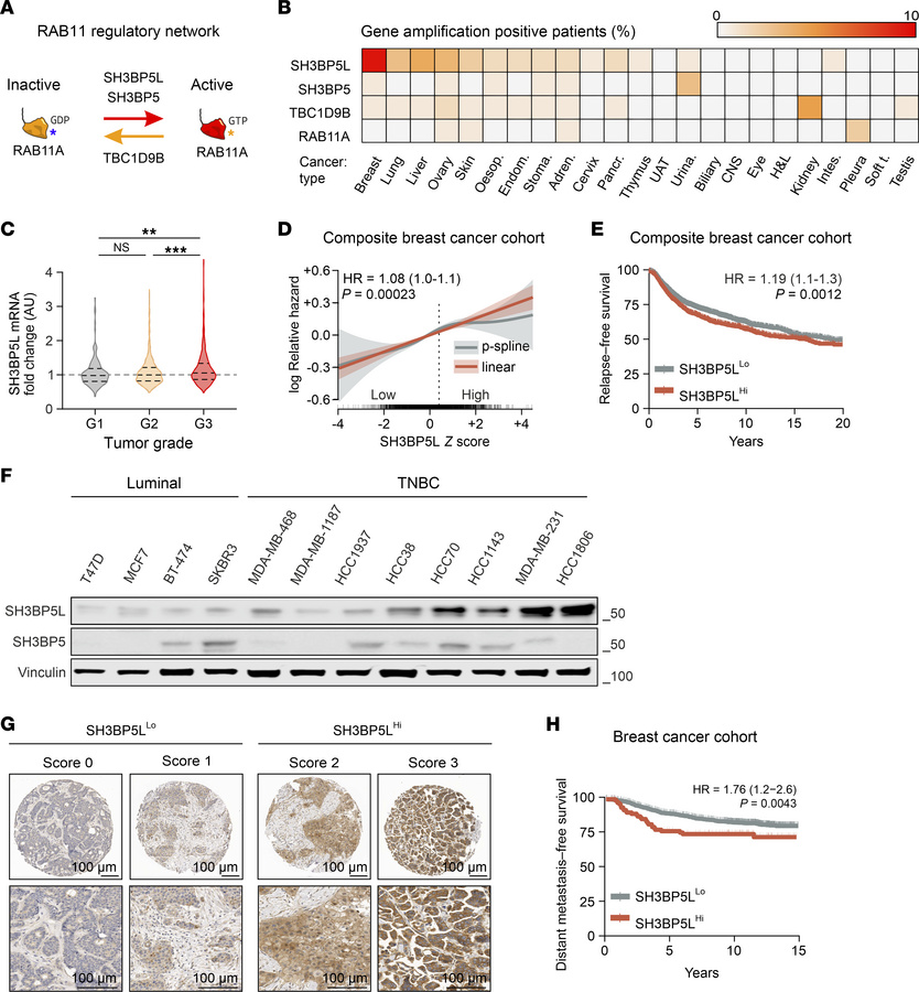 SH3BP5L expression in BC and association with patient outcomes.
(A) Sche...