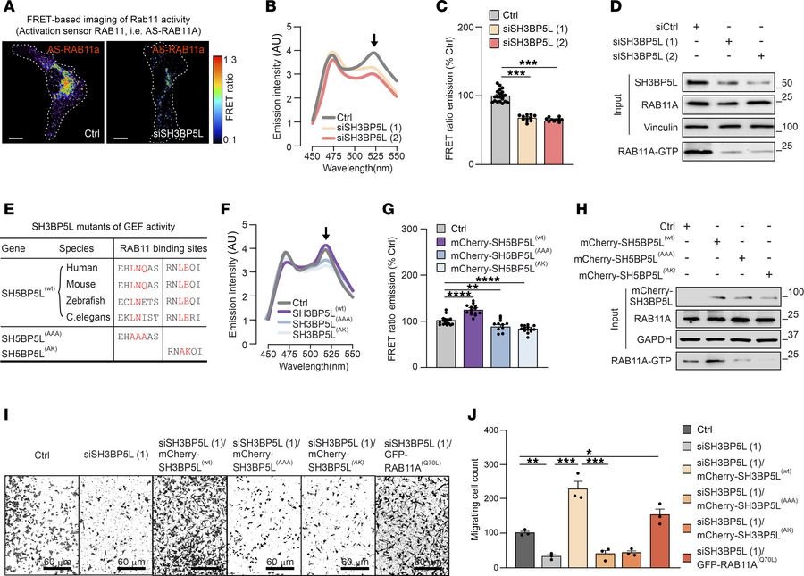 SH3BP5L affects RAB11A activation.
(A) Representative pseudocolored conf...