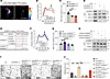 SH3BP5L affects RAB11A activation.