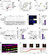 SH3BP5L interacts with KIF5B to recycle cargo back to the plasma membrane.