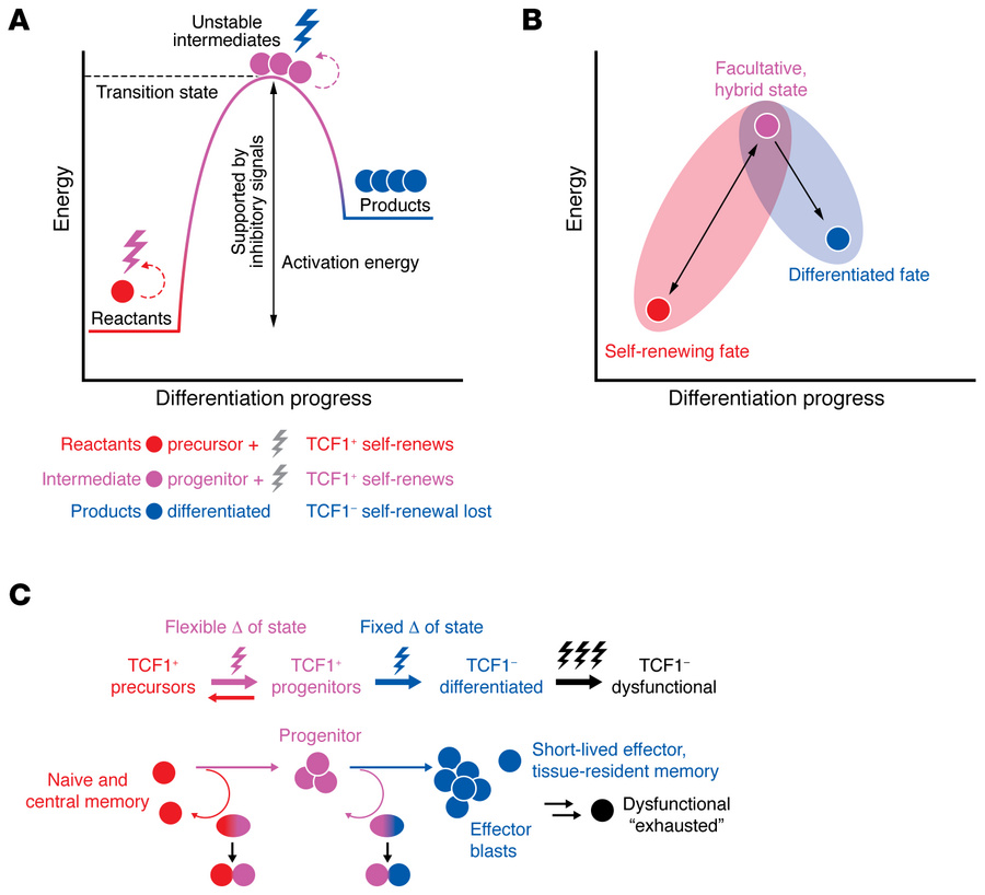 Lymphocyte differentiation stages resemble a chemical reaction.
(A) Hypo...
