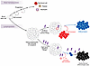 Lymphocytes engaged in immunity must regenerate, which has limits.