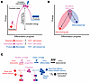 Lymphocyte differentiation stages resemble a chemical reaction.