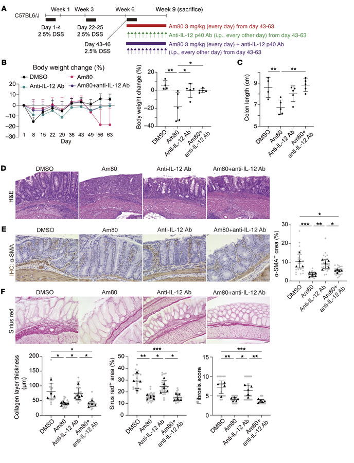 Combined administration of Am80 and anti–IL-12 p40 antibodies attenuates...