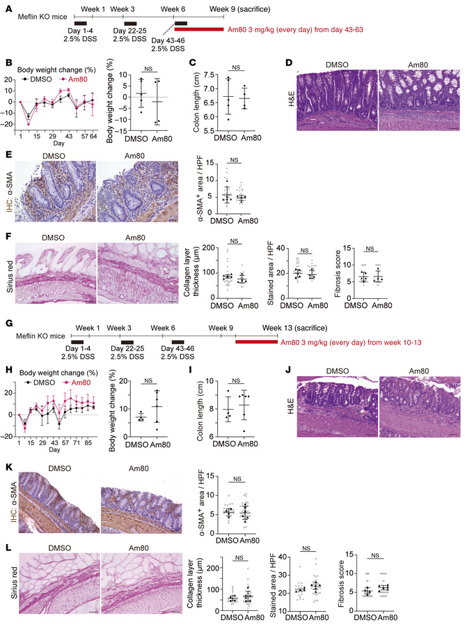 Am80-induced reversion of established intestinal fibrosis is mediated by...