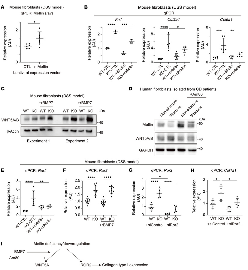 Meflin may inhibit intestinal fibrosis by suppressing the expression of ...