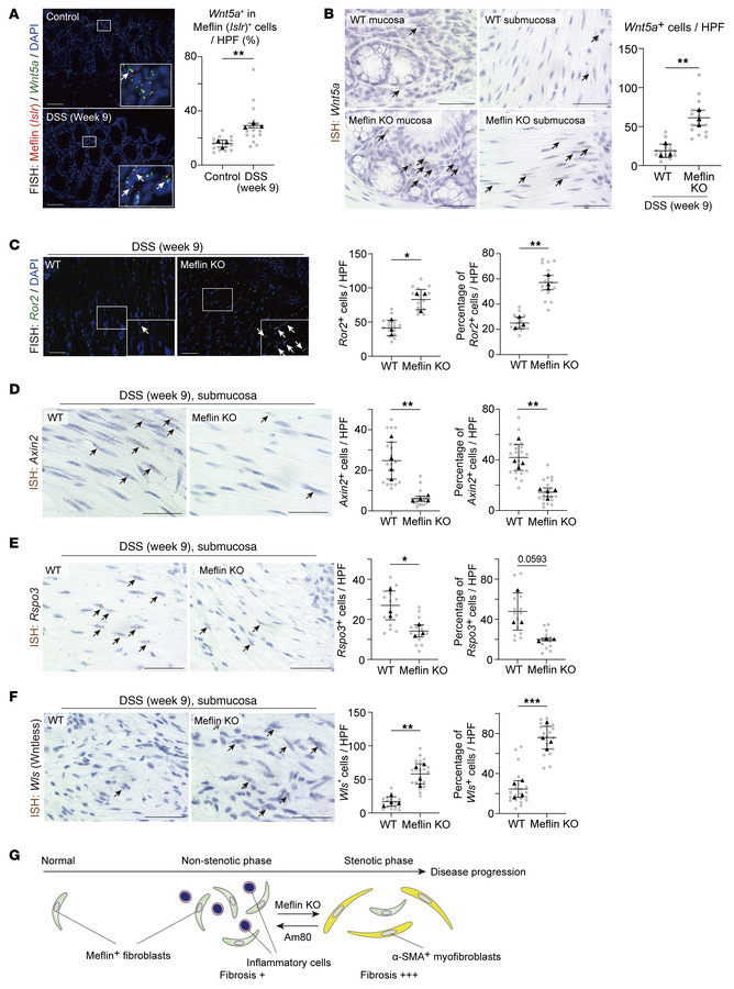 Dysregulated Wnt signaling in Meflin-deficient mice.
(A) Colon tissue se...