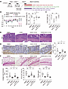 Combined administration of Am80 and anti–IL-12 p40 antibodies attenuates in
