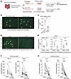 Am80 administration reverses fibrotic response of fibroblasts and tissue pi