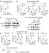 Meflin may inhibit intestinal fibrosis by suppressing the expression of WNT