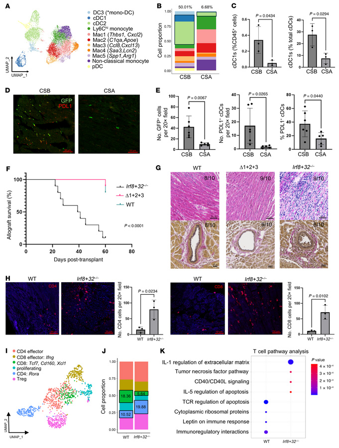 Type 1 classical DCs are necessary for cardiac allograft acceptance and ...