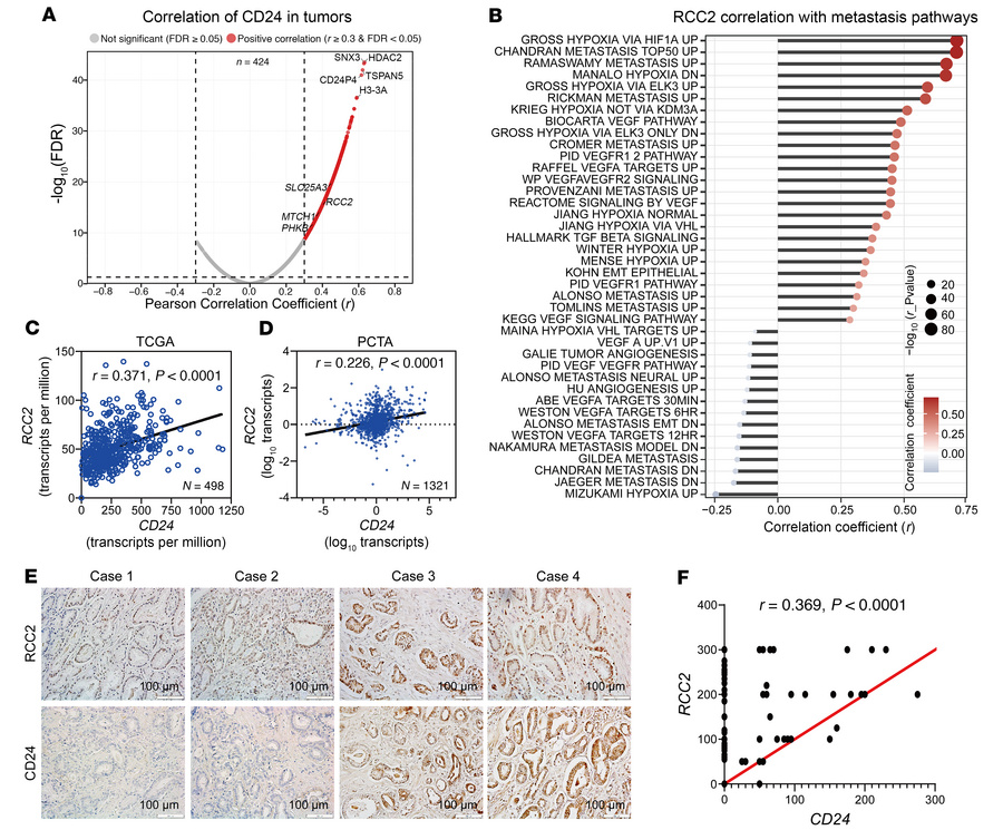 Positive correlation between CD24 and RCC2 expression in human prostate ...