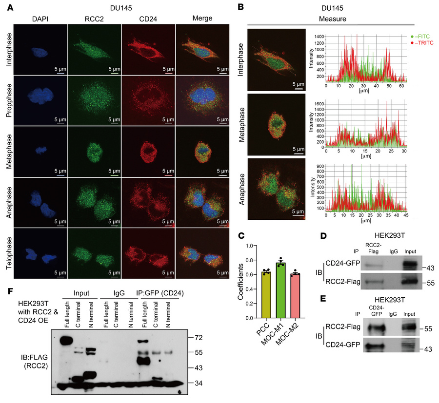 Colocalization and interaction of CD24 and RCC2 in DU145 cells.
(A) Immu...