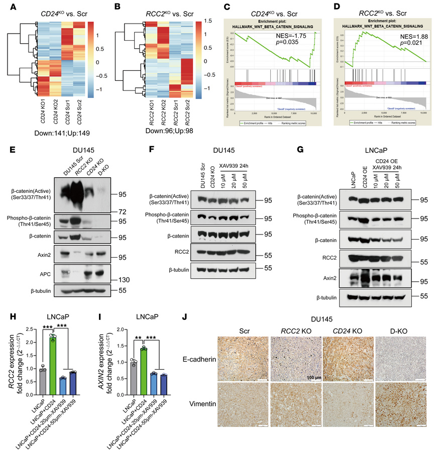 Effect of CD24 and RCC2 interaction on β-catenin signaling activation in...