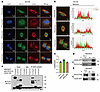 Colocalization and interaction of CD24 and RCC2 in DU145 cells.