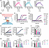 Higher-affinity bispecific antibodies have improved activity in vitro.