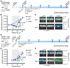 Higher-affinity H26.8 has improved tumor control in vivo.