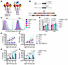 Higher-affinity STARs have increased tetramer binding but reduced antigen s