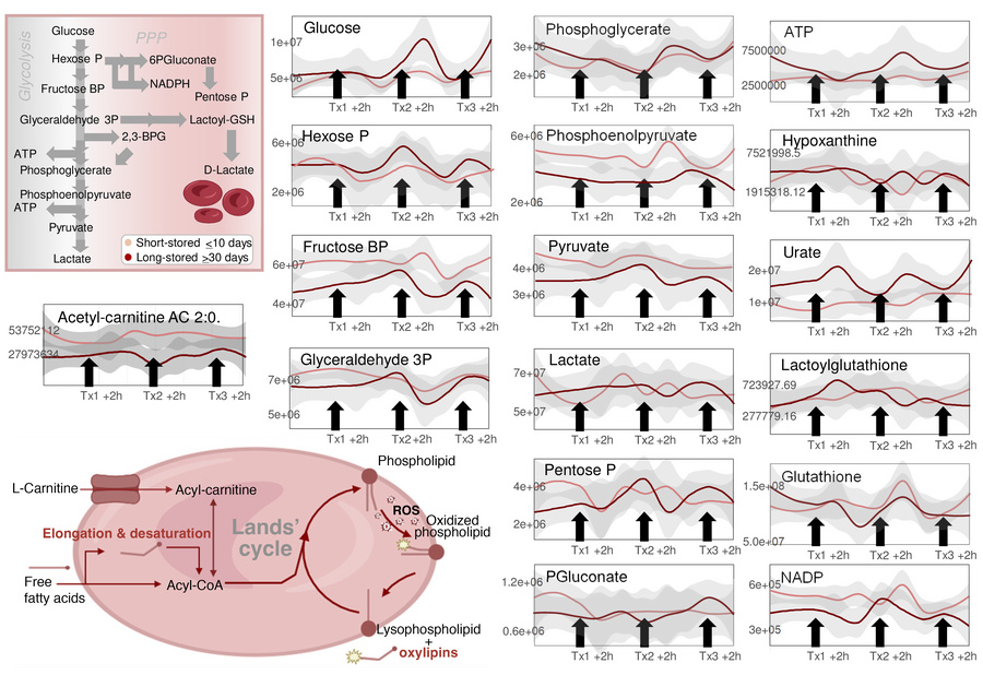 Effect of short-stored versus long-stored blood on glycolysis, the PPP, ...
