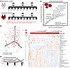 Metabolic effect of transfusion on the recipients’ RBC metabolome.