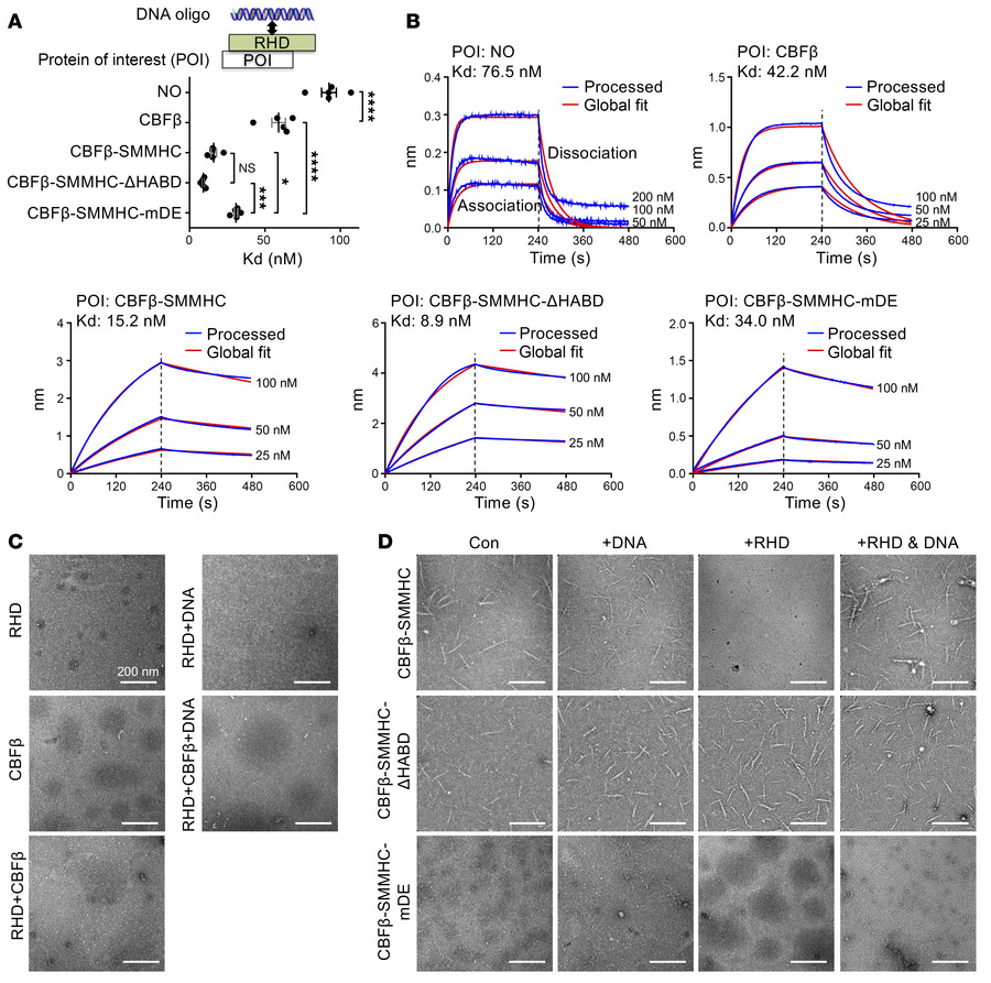 Leukemogenic CBFβ-SMMHC proteins enhance RUNX1 RHD binding affinity to t...