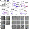 Leukemogenic CBFβ-SMMHC proteins enhance RUNX1 RHD binding affinity to targ