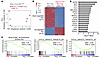 Expression of Runx1-R188Q alters Cbfb-MYH11–induced gene expression changes