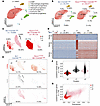 Identification of leukemia-initiating subpopulations within AMP cells by sc