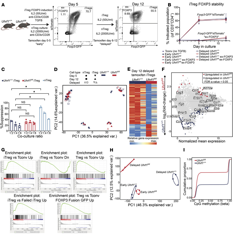 UHRF1 is dispensable for iTreg FOXP3 expression and suppressive capacity...