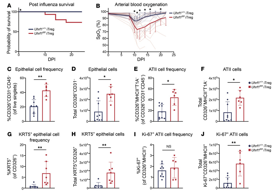 Loss of UHRF1 is sufficient to impair repair capabilities of iTregs duri...