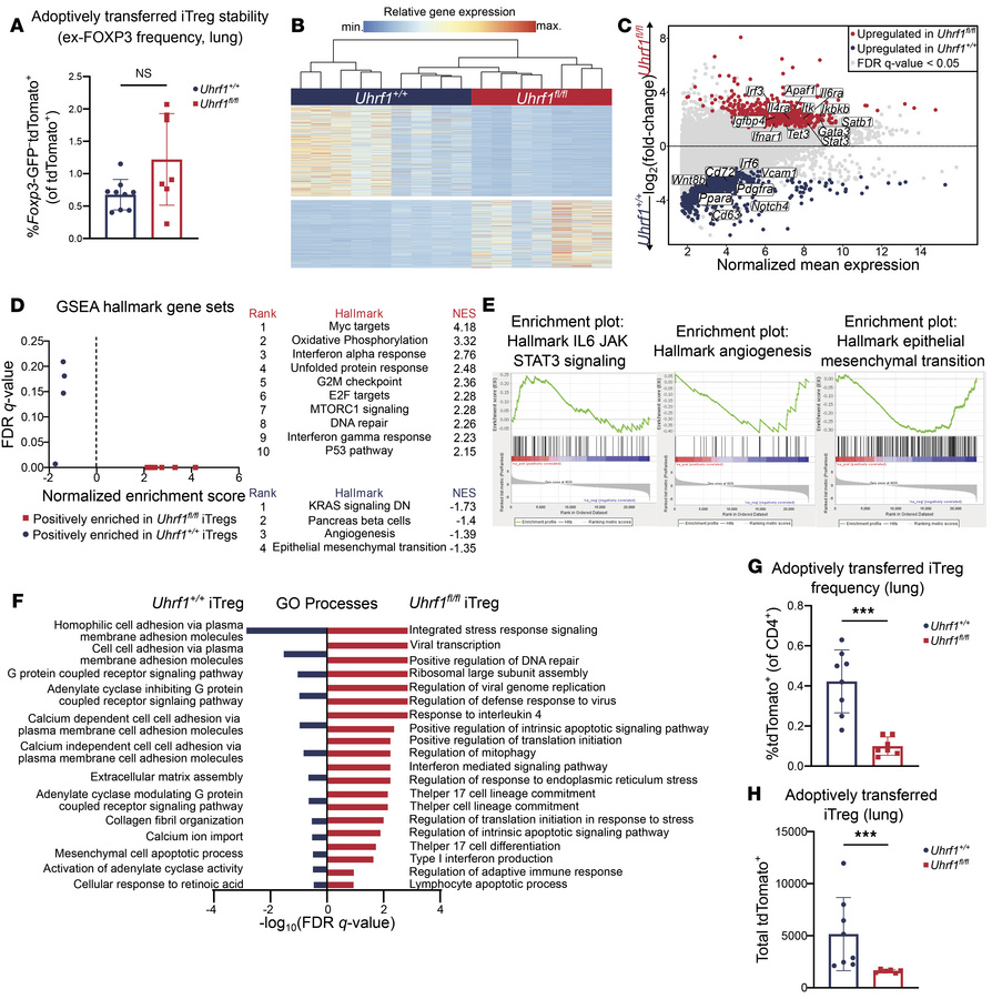 UHRF1 is required for iTreg phenotypic stability and lung tissue engraft...