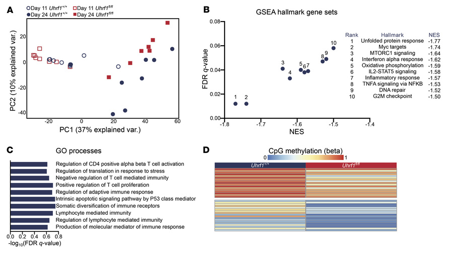 Loss of UHRF1 results in delayed transcriptional changes over the course...