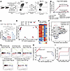 UHRF1 is dispensable for iTreg FOXP3 expression and suppressive capacity bu