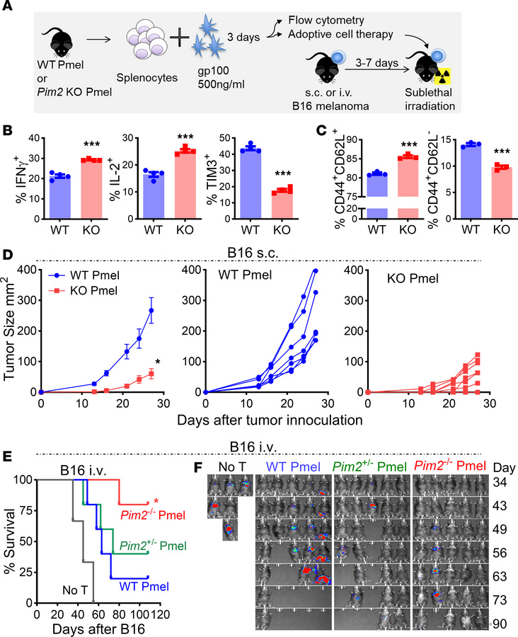 
Pim2 deficiency enhances melanoma control by tumor antigen–specific CD8...