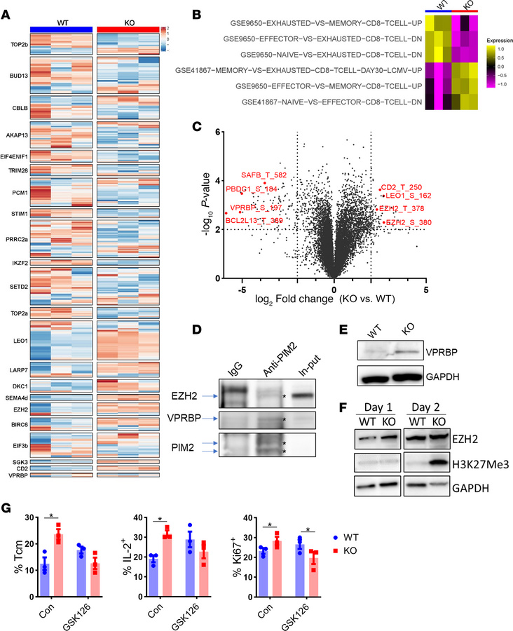 PIM2 negatively regulates VPRBP/EZH2 activity.
(A–C) Splenocytes from WT...