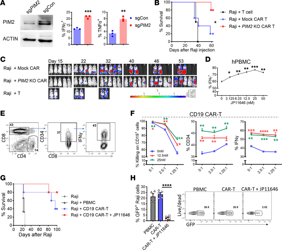 Targeting PIM2 increases human T cell antitumor response.
(A) Pan T cell...