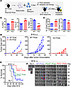 Pim2 deficiency enhances melanoma control by tumor antigen–specific CD8 T c