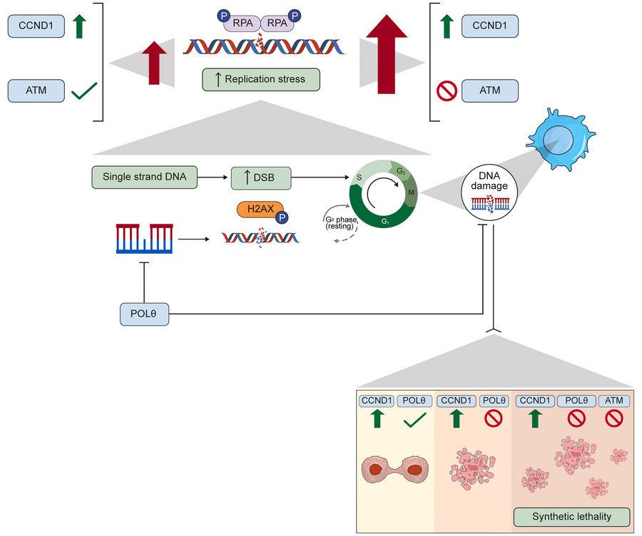 graphical abstract