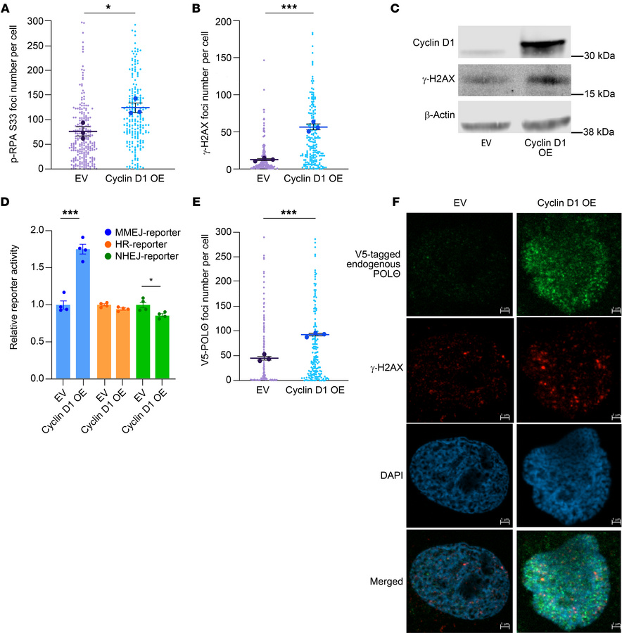 Cyclin D1 overexpression increases DNA damage, RS, and MMEJ-mediated DNA...